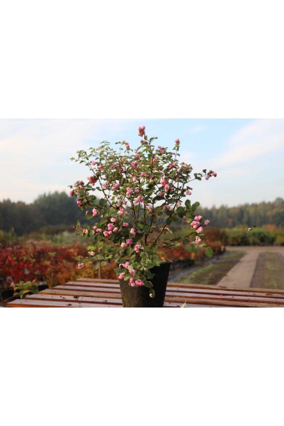 Сніжноягідник доренбоза Аметист фото